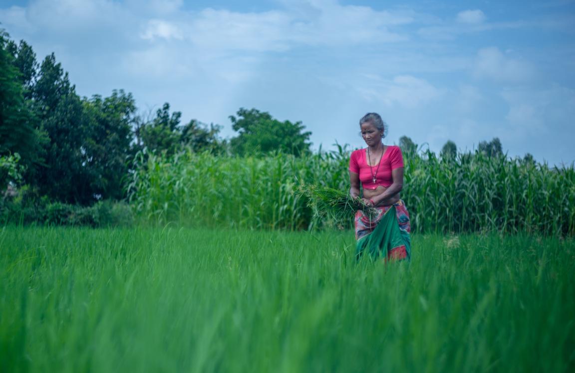 Green Livelihood