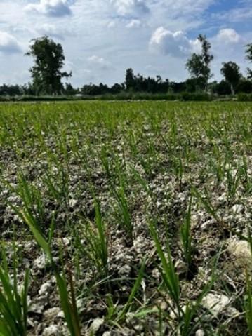 Madhesh Drought- Dry Land Uncertain Future